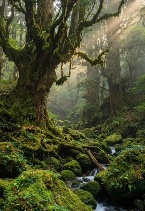 Yakushima